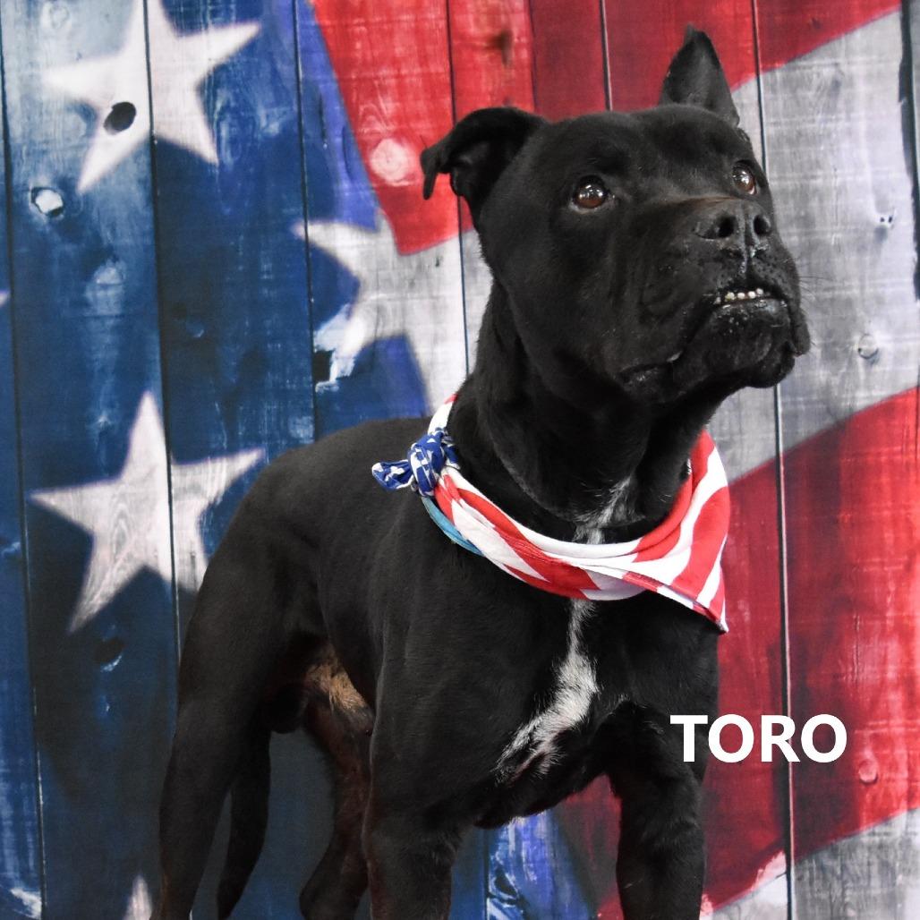Toro, a Adoptable Mixed Breed in Yuma, AZ image 3/3