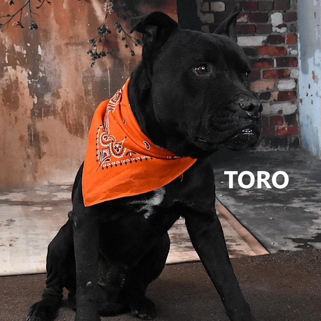 Enlarge Toro, a Adoptable Pit Bull Terrier in Yuma, AZ image 4/4