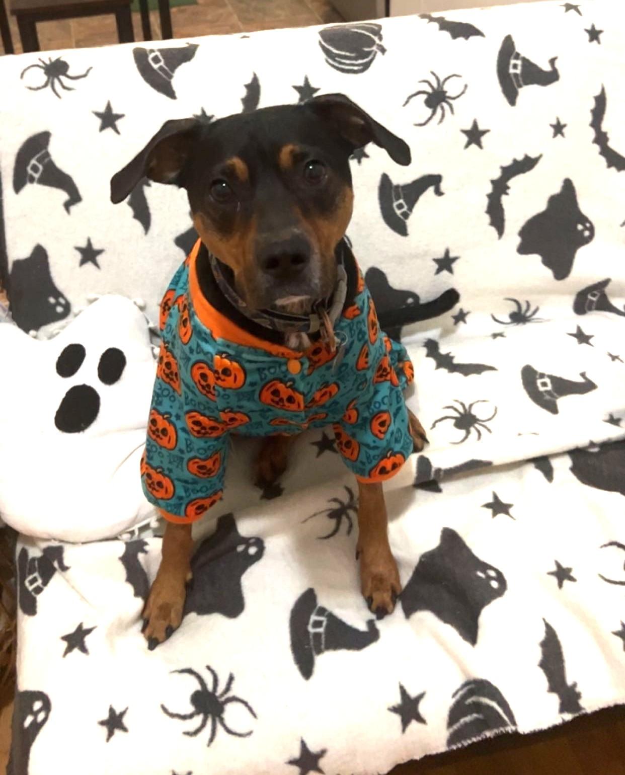 Enlarge Fig Newton (sweetest boy!), a ADOPTABLE mixed breed in Ithaca, NY image 5/6