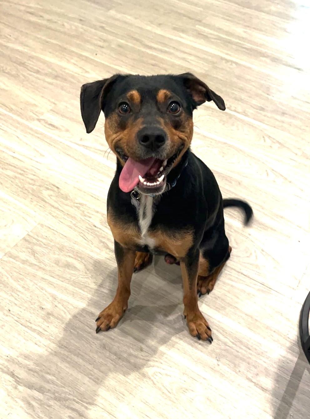 Enlarge Fig Newton (sweetest boy!), a ADOPTABLE mixed breed in Ithaca, NY image 1/6