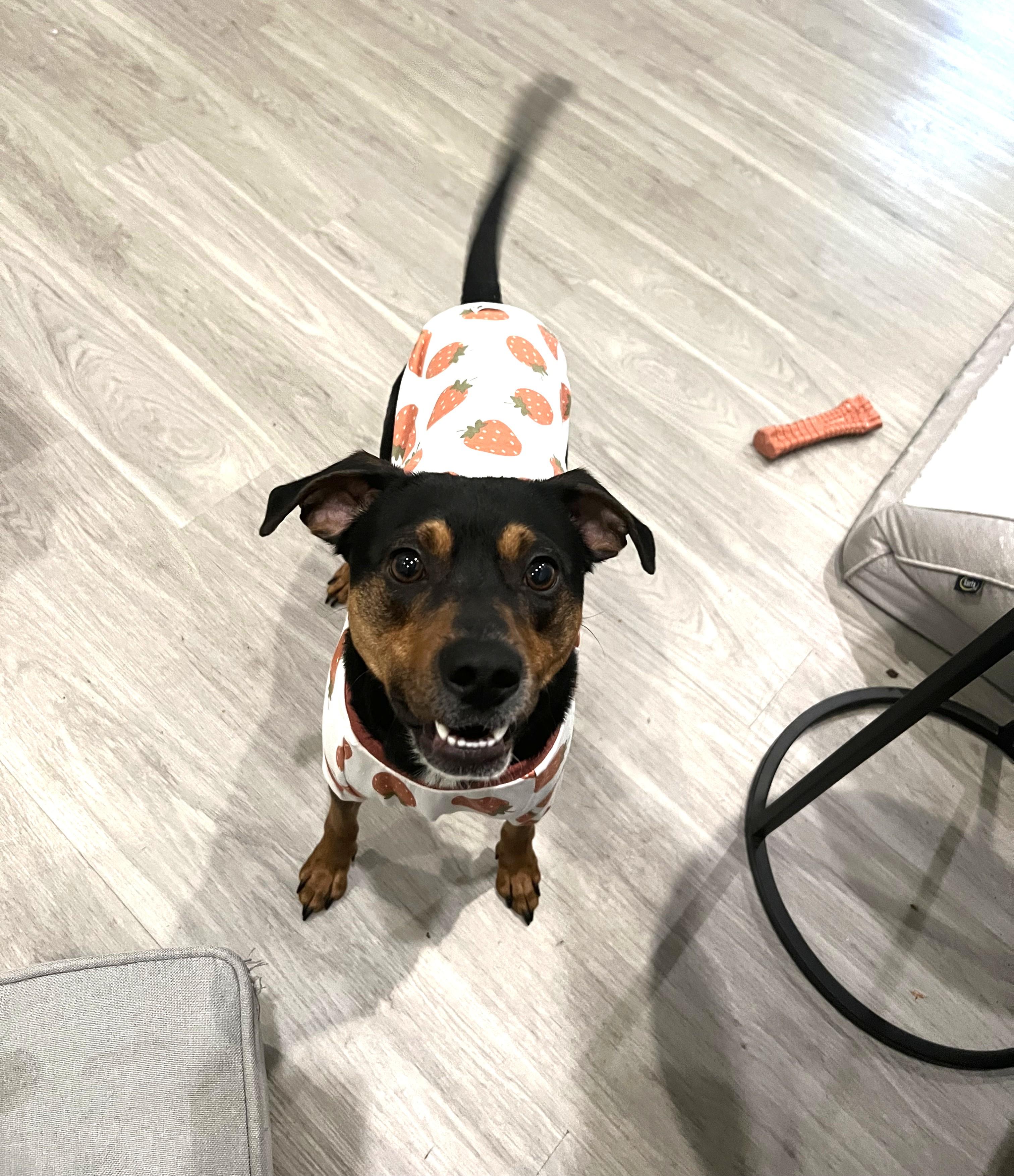 Enlarge Fig Newton (sweetest boy!), a ADOPTABLE mixed breed in Ithaca, NY image 4/6