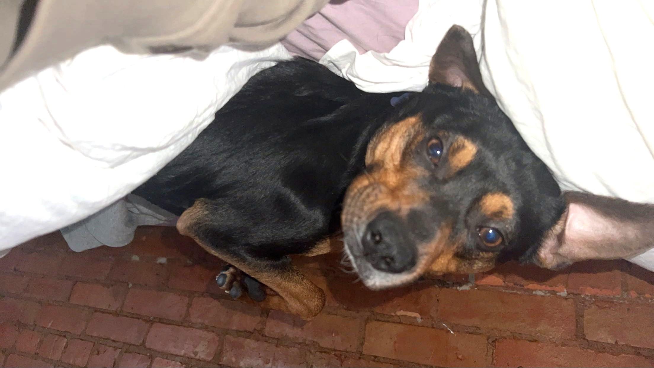 Enlarge Fig Newton (sweetest boy!), a ADOPTABLE mixed breed in Ithaca, NY image 3/6