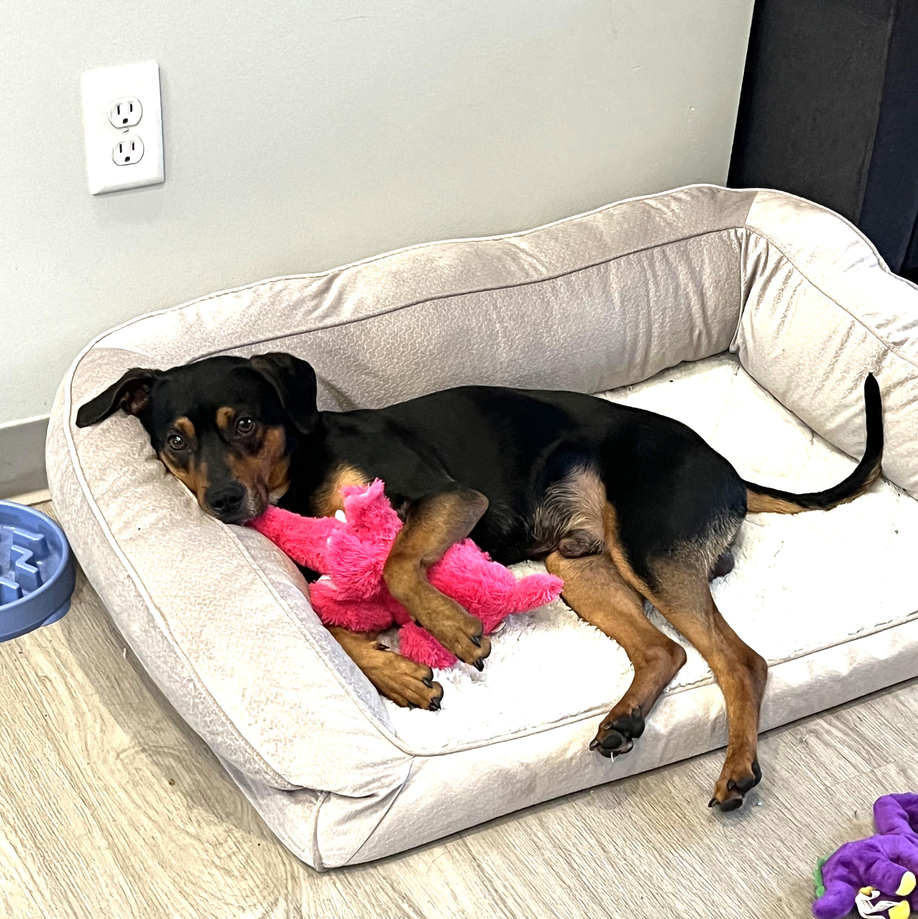 Enlarge Fig Newton (sweetest boy!), a ADOPTABLE mixed breed in Ithaca, NY image 2/6