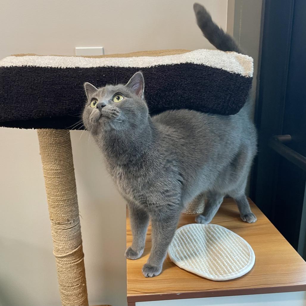 Gwen, Adoptable, Adult Female Domestic Short Hair.