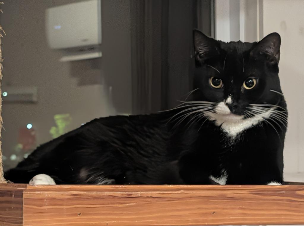 Enlarge Moopsie, a Adoptable mixed breed in Grovetown, GA image 1/1