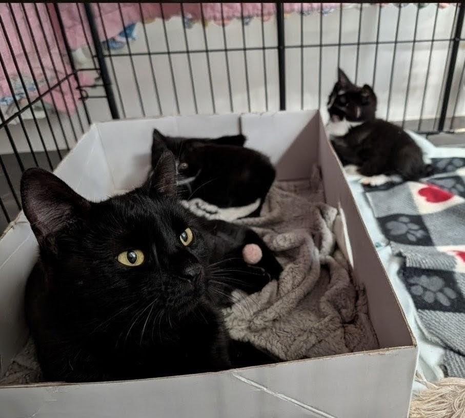 Lana — thumbnail 4