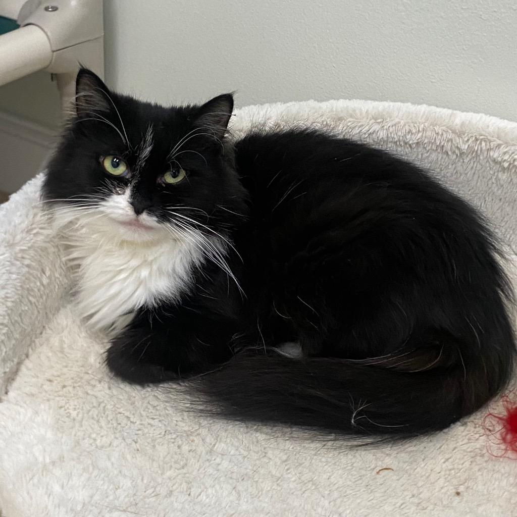 Candy Corn, Adoptable, Young Female Domestic Medium Hair.