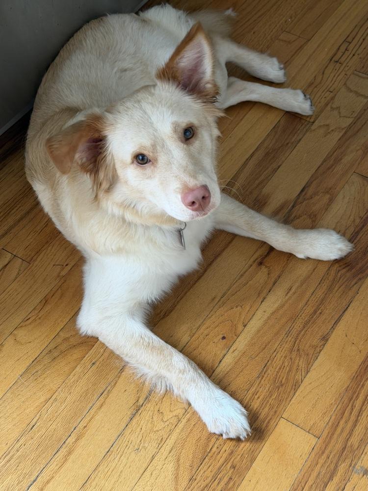 Enlarge Dani, a Adoptable mixed breed in Manhattan, NY image 2/4