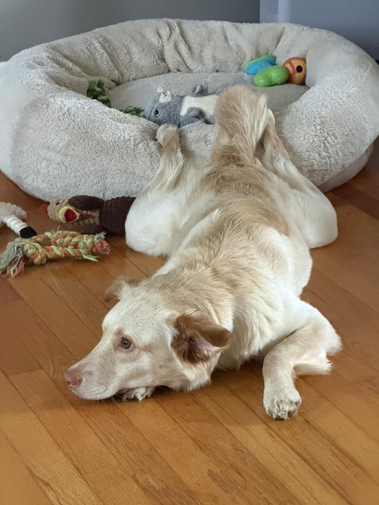 Enlarge Dani, a Adoptable mixed breed in Manhattan, NY image 3/4