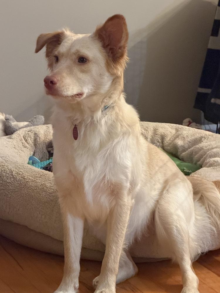 Enlarge Dani, a Adoptable mixed breed in Manhattan, NY image 4/4