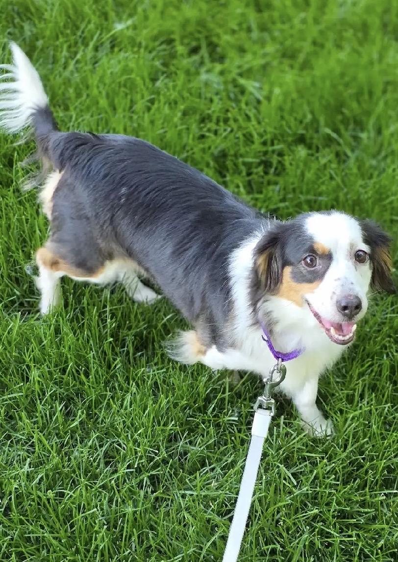 Daphne, an adopted mixed breed in Orland Park, IL image 4/6