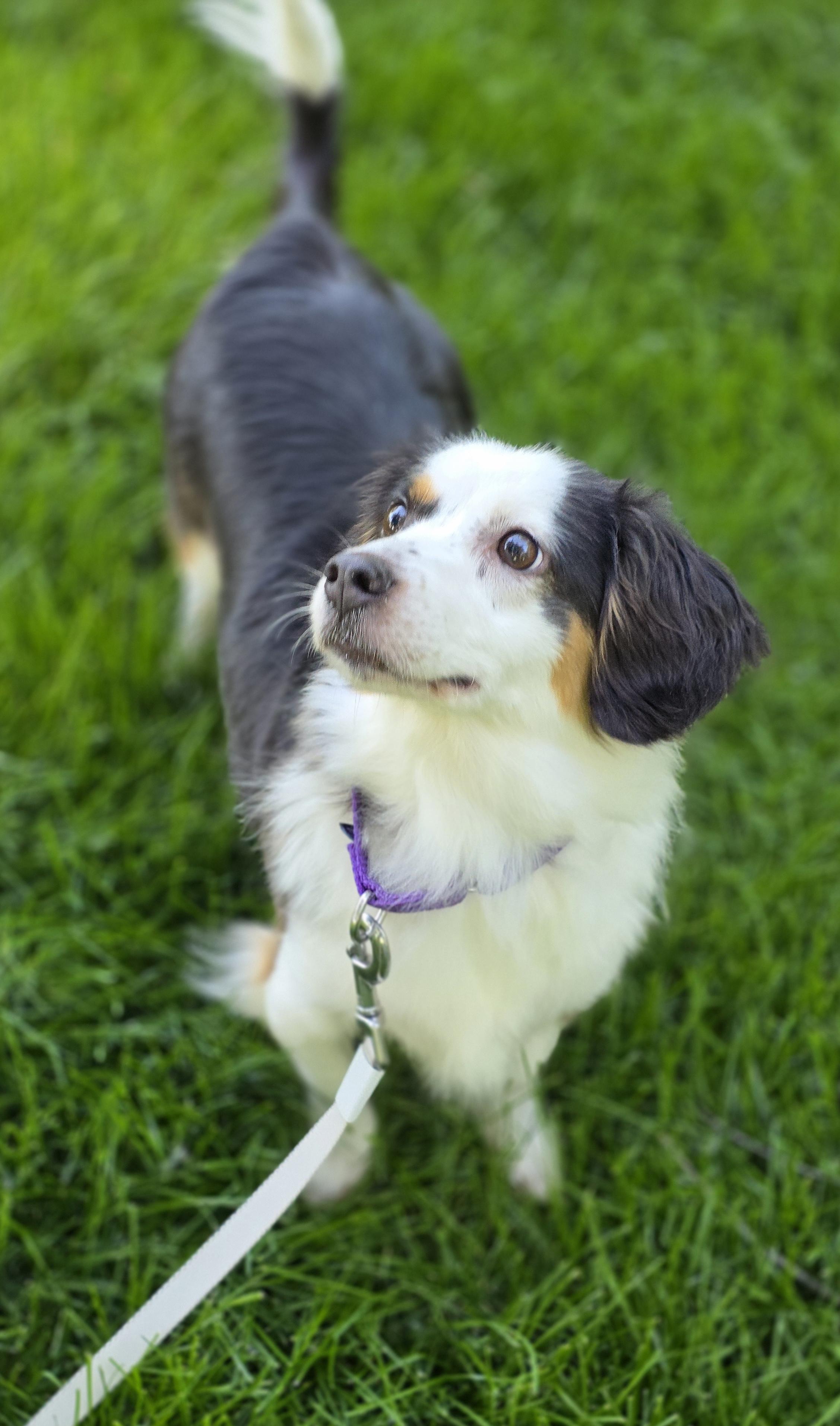 Daphne, an adopted mixed breed in Orland Park, IL image 3/6