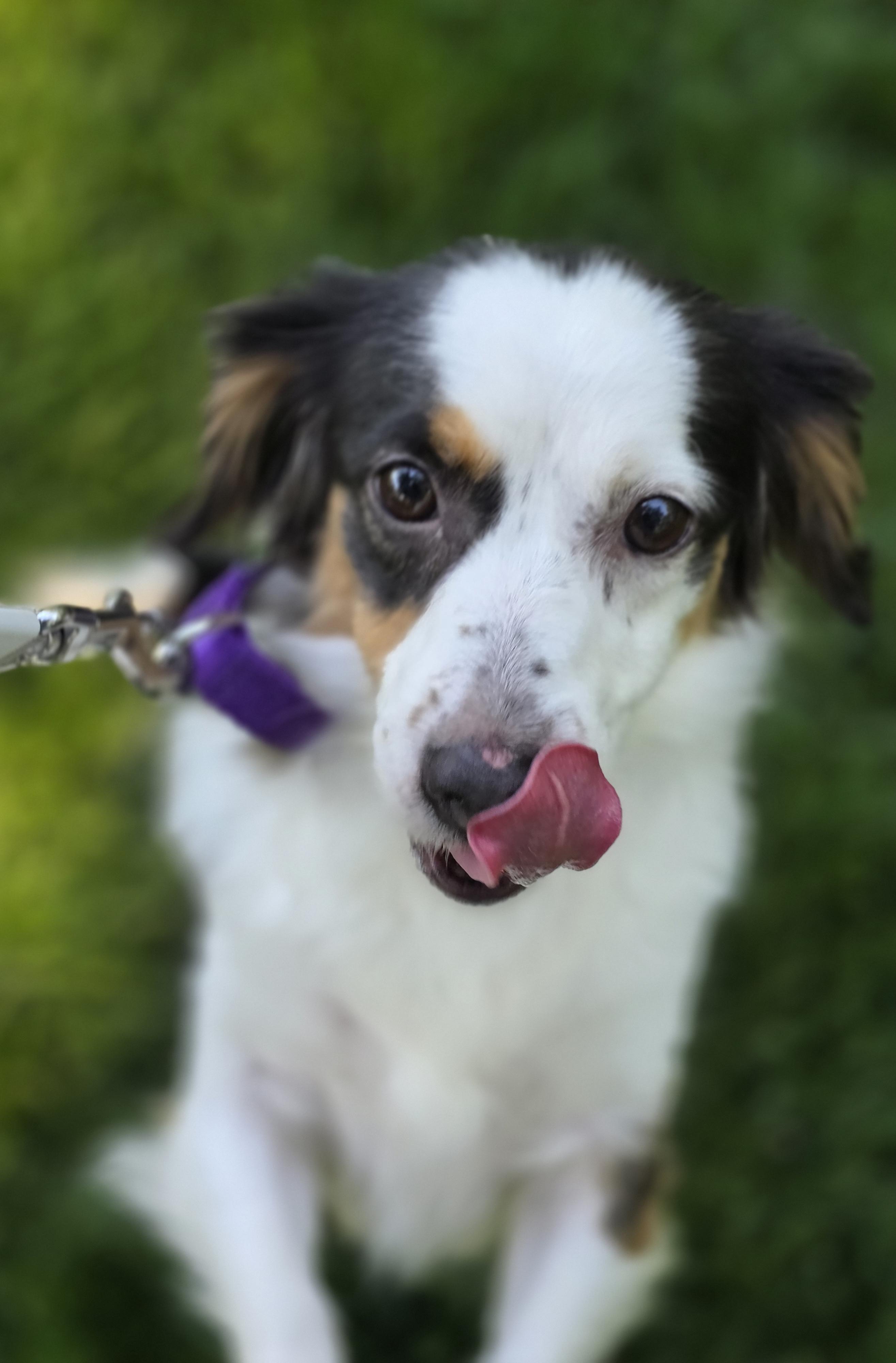 Daphne, an adopted mixed breed in Orland Park, IL image 5/6