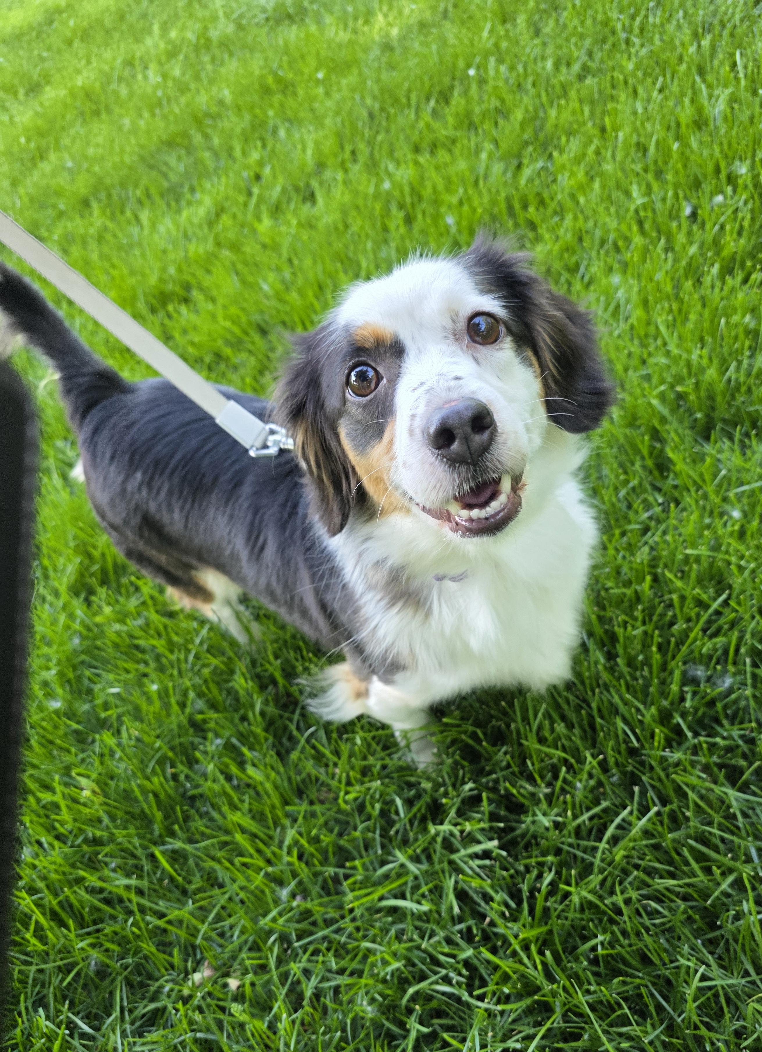 Daphne, an adopted mixed breed in Orland Park, IL image 6/6