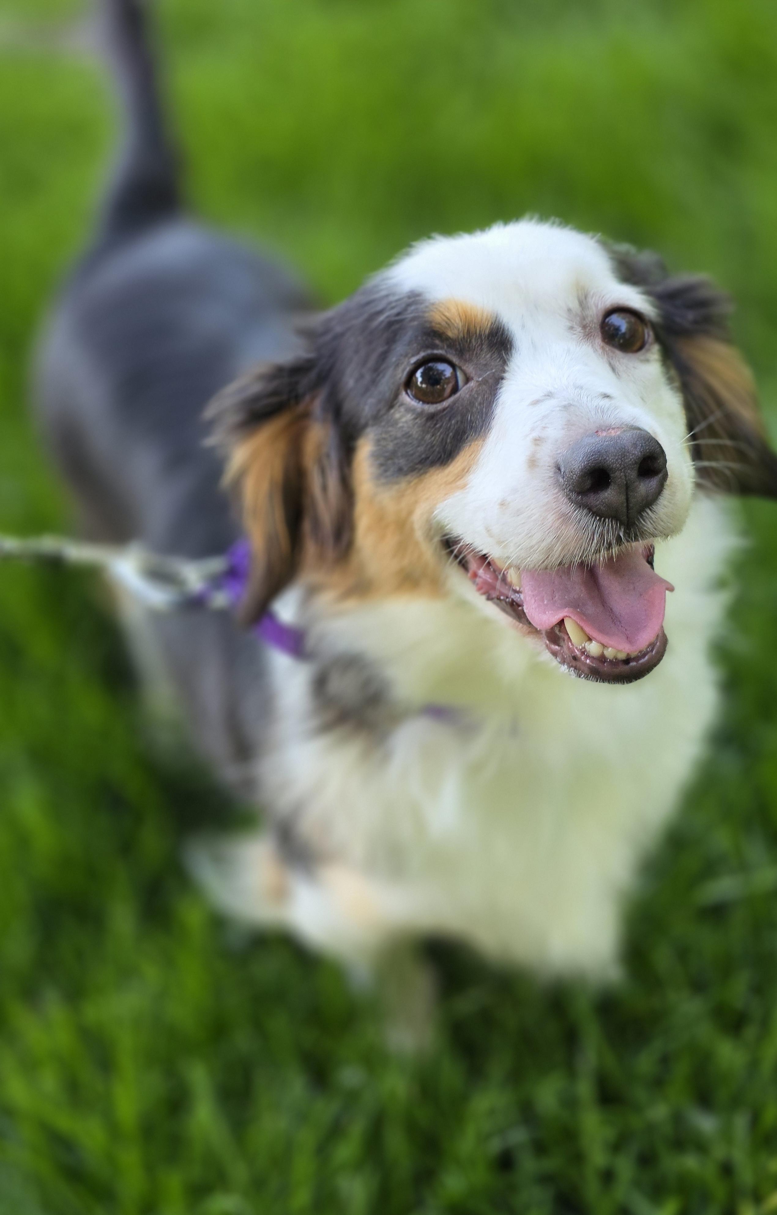 Daphne, an adopted mixed breed in Orland Park, IL image 1/6