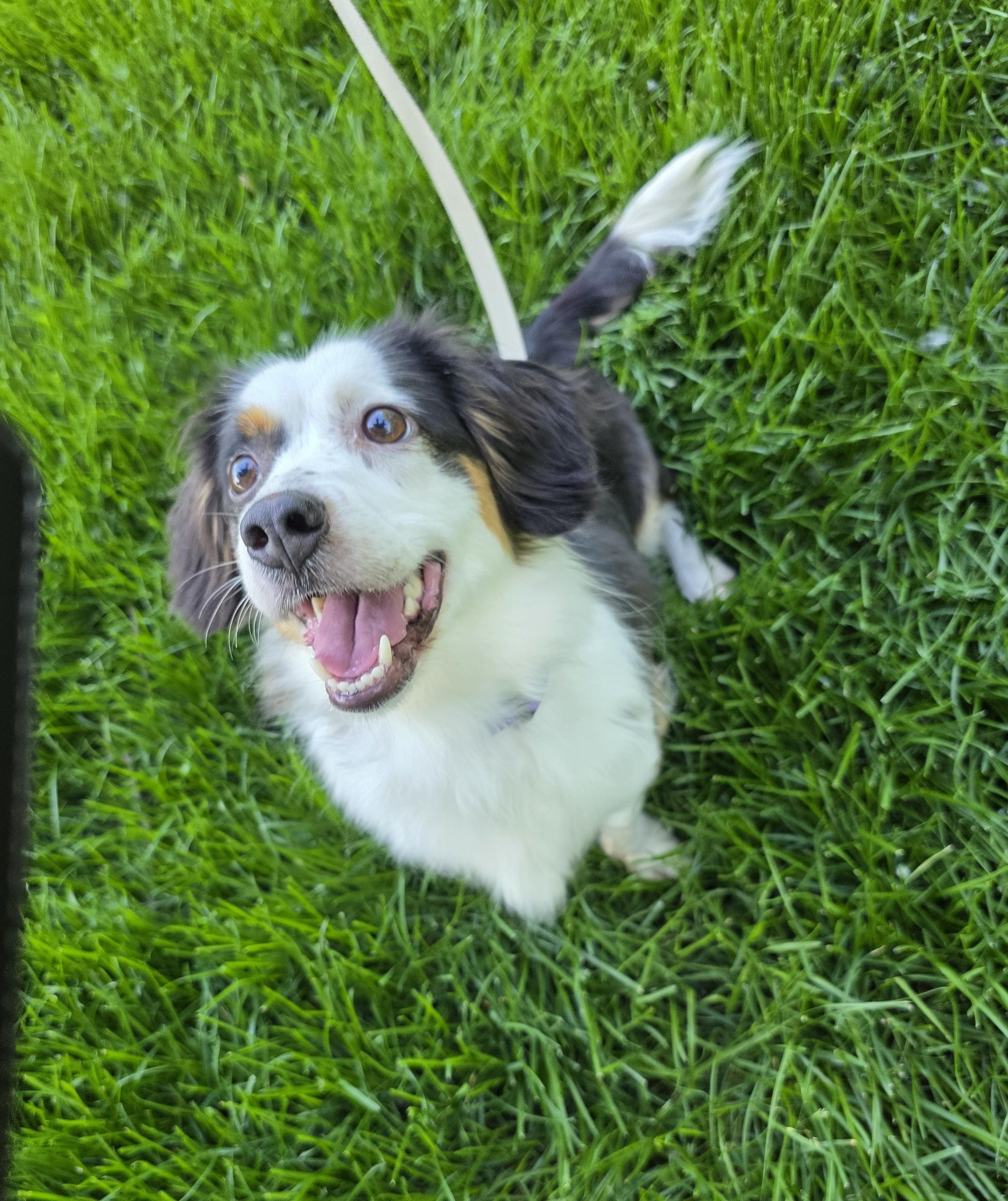 Daphne, an adopted mixed breed in Orland Park, IL image 2/6