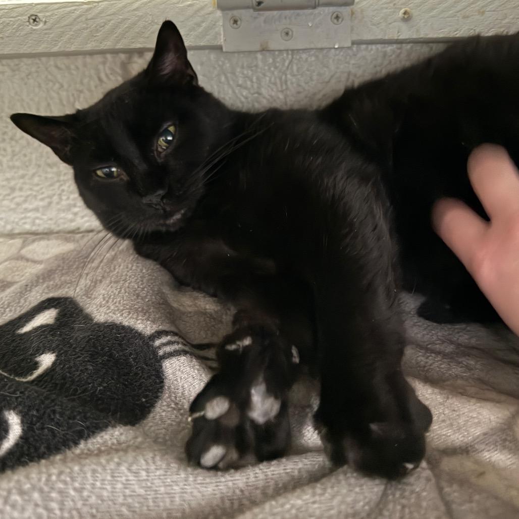 Enlarge Starfire Houston, a Adoptable Domestic Short Hair in Denver, CO image 1/6