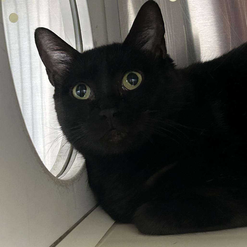 Enlarge Starfire Houston, a Adoptable Domestic Short Hair in Denver, CO image 2/6