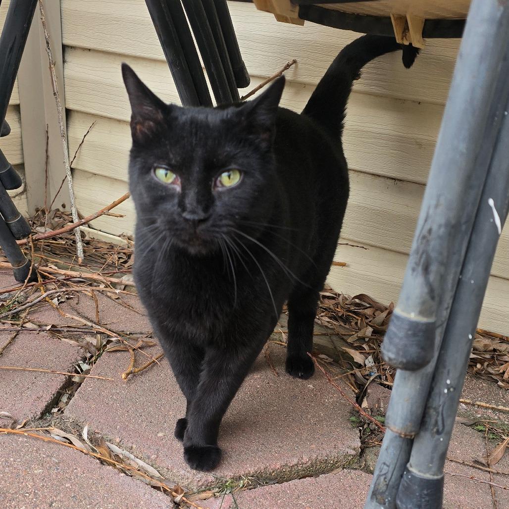 Enlarge Starfire Houston, a Adoptable Domestic Short Hair in Denver, CO image 3/6