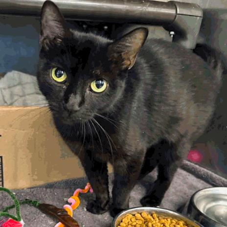 Enlarge Starfire Houston, a Adoptable Domestic Short Hair in Denver, CO image 6/6