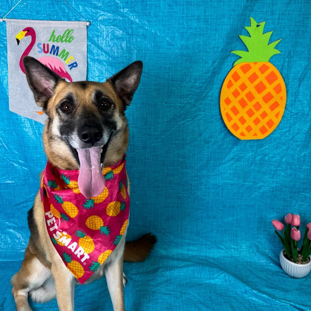 Sierra, Adoptable, Adult Female German Shepherd Dog.