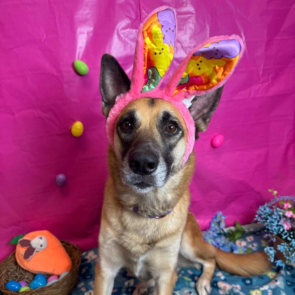 Enlarge Sierra, a Adoptable German Shepherd Dog in Fresno, CA image 2/6