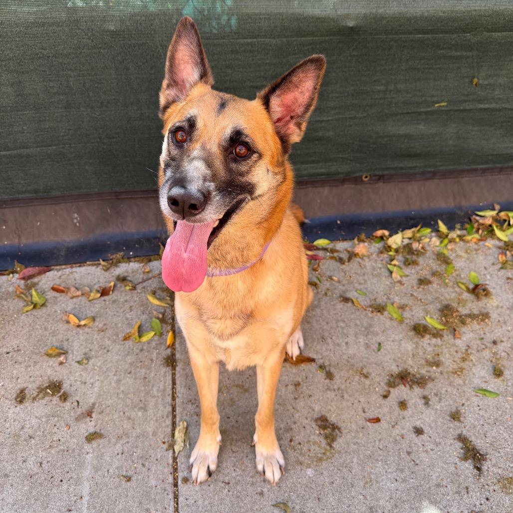 Enlarge Sierra, a Adoptable German Shepherd Dog in Fresno, CA image 1/2