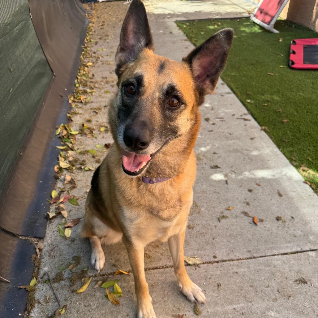 Enlarge Sierra, a Adoptable German Shepherd Dog in Fresno, CA image 2/2