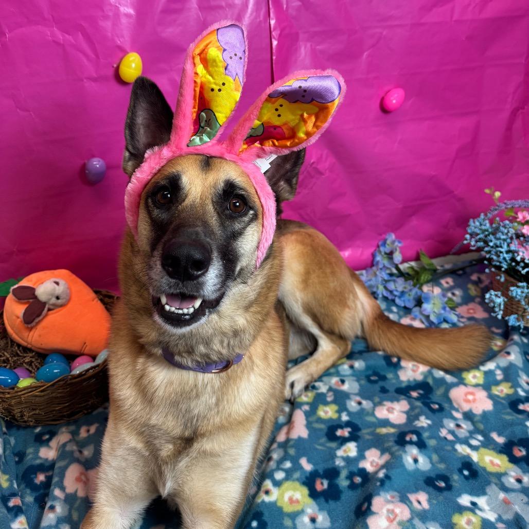 Enlarge Sierra, a Adoptable German Shepherd Dog in Fresno, CA image 5/6