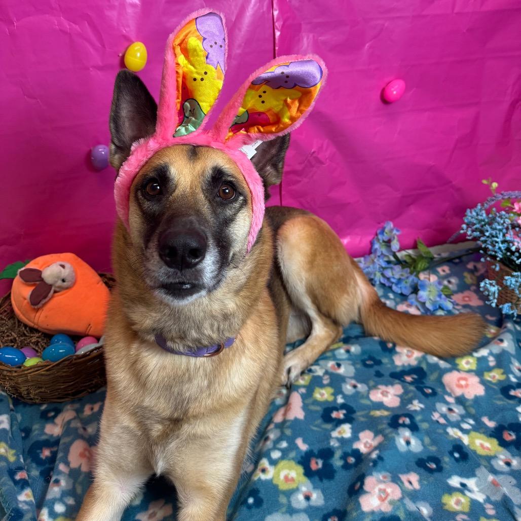 Enlarge Sierra, a Adoptable German Shepherd Dog in Fresno, CA image 6/6