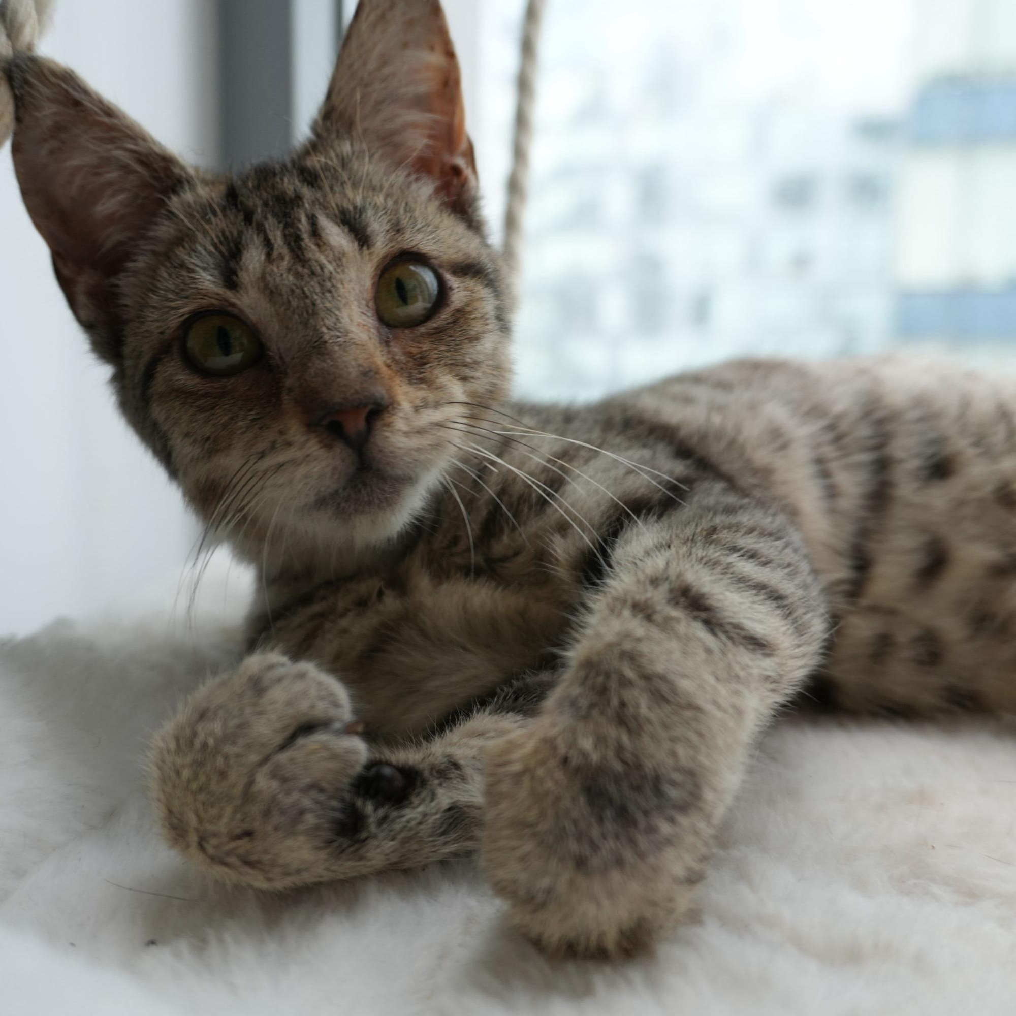 Enlarge Guava, a Adoptable Domestic Short Hair in Long Island City, NY image 1/6