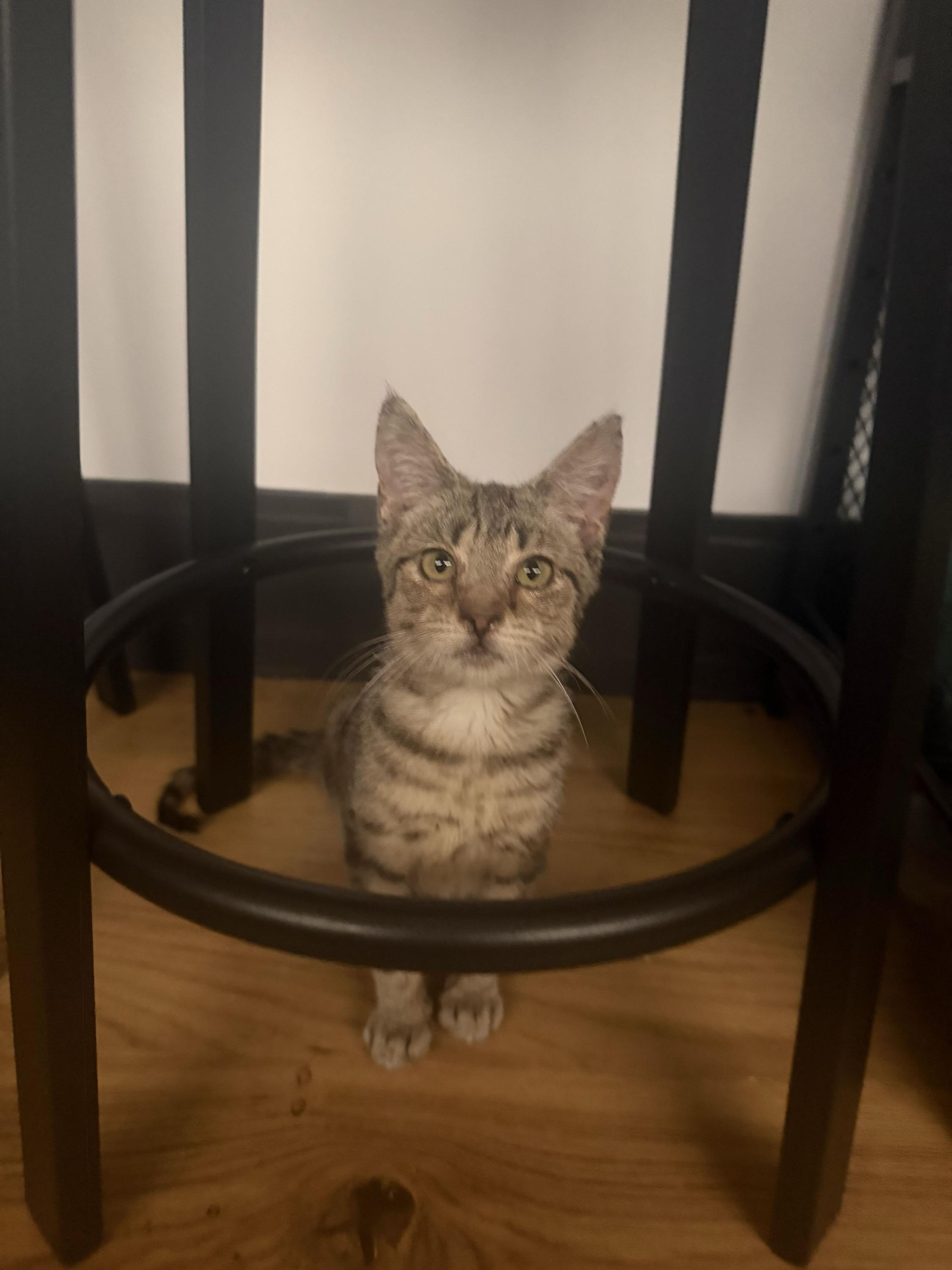 Enlarge Guava, a Adoptable Domestic Short Hair in Long Island City, NY image 6/6