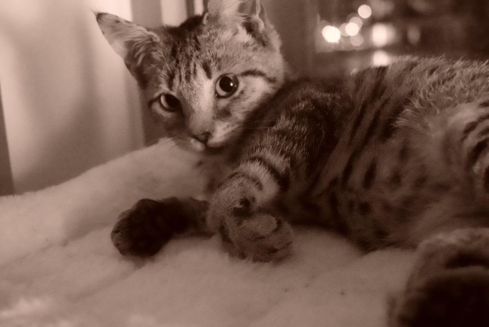 Enlarge Guava, a Adoptable Domestic Short Hair in Long Island City, NY image 5/6