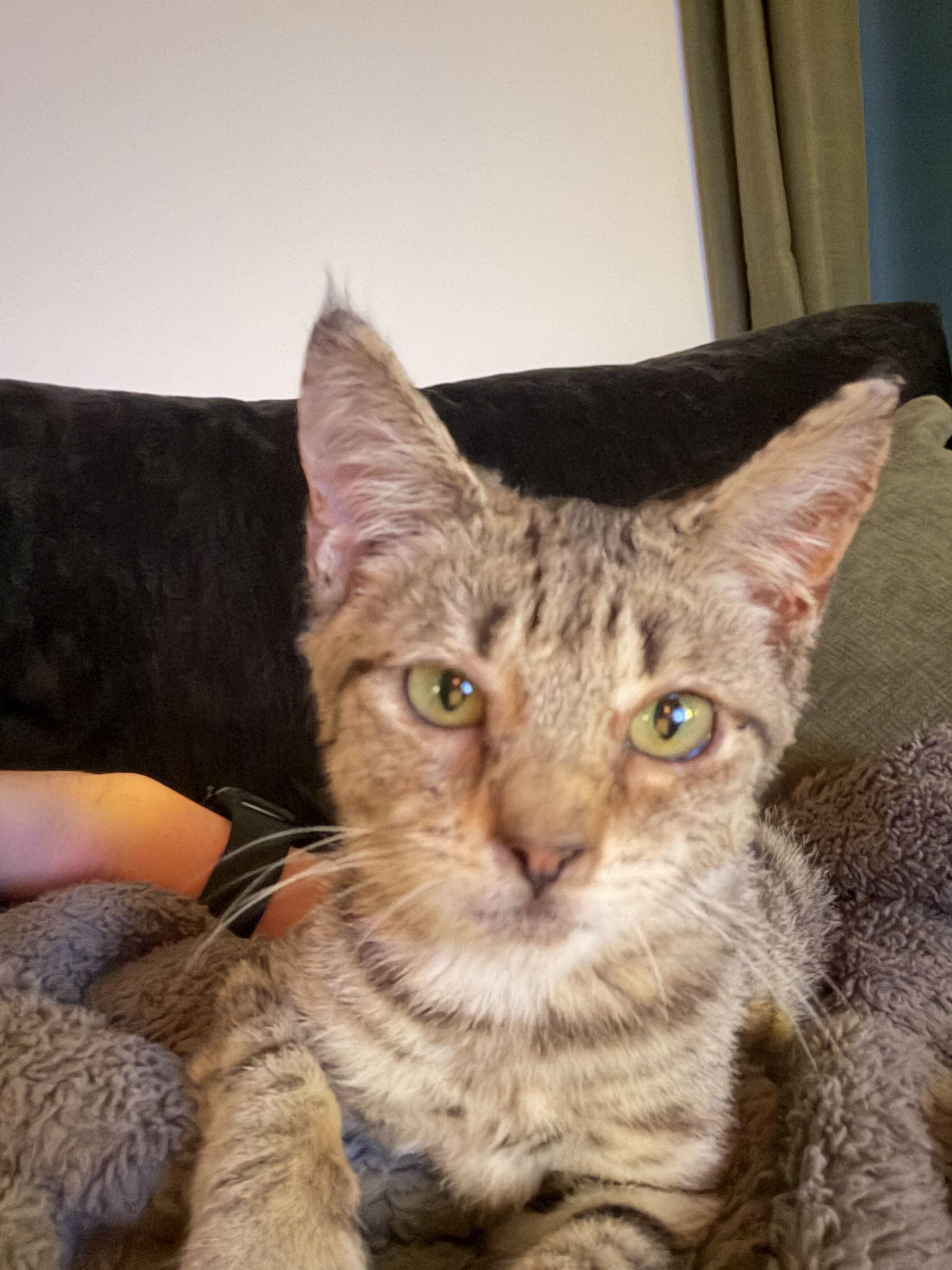 Enlarge Guava, a Adoptable Domestic Short Hair in Long Island City, NY image 3/6