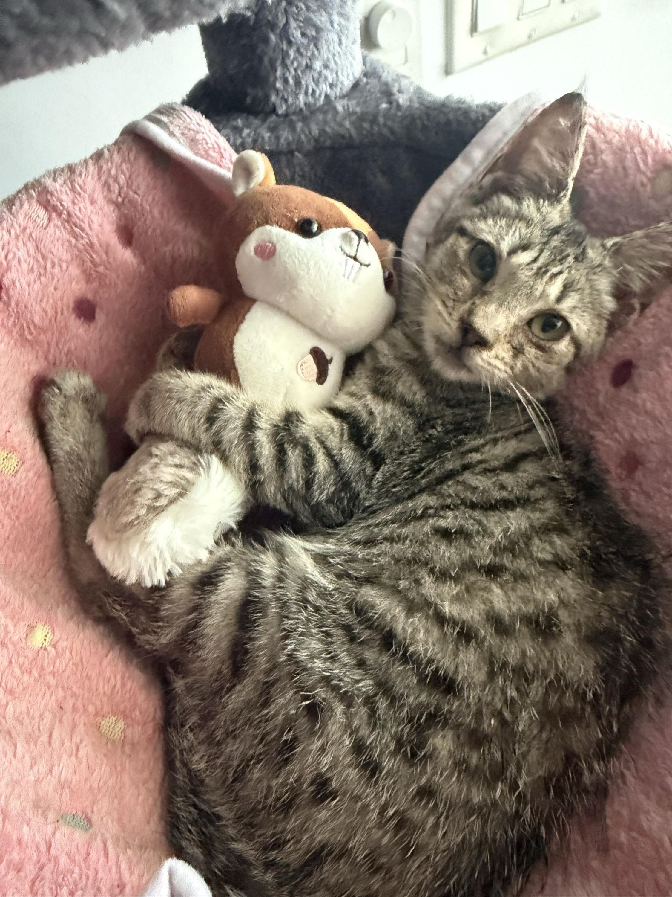 Enlarge Guava, a Adoptable Domestic Short Hair in Long Island City, NY image 2/6