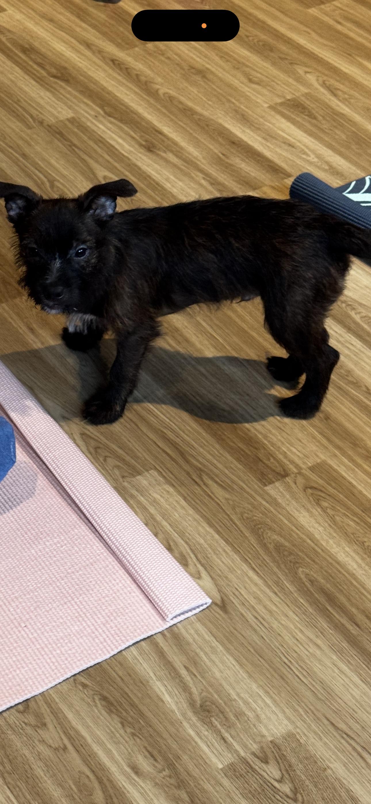 Irving, ADOPTABLE, Puppy Male Yorkshire Terrier & Boston Terrier.