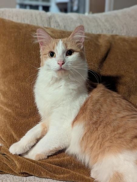 Praline