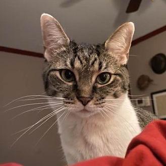 Punky, Adoptable, Adult Female Domestic Short Hair.