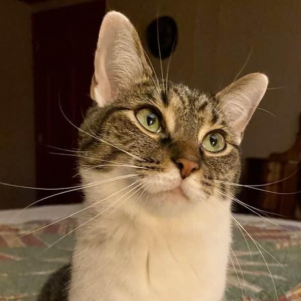 Punky, a Adoptable Domestic Short Hair in Middletown, OH image 2/6