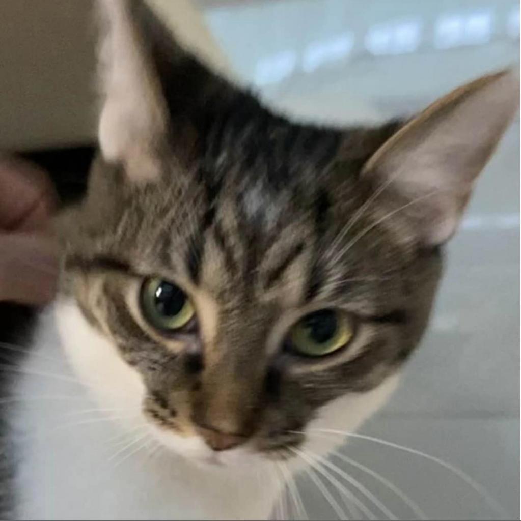 Punky, a Adoptable Domestic Short Hair in Middletown, OH image 3/6