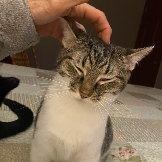 Punky, a Adoptable Domestic Short Hair in Middletown, OH image 4/6