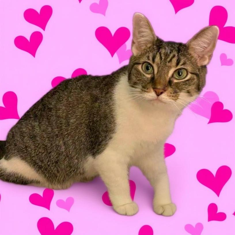 Enlarge Punky, a Adoptable Domestic Short Hair in Middletown, OH image 4/6