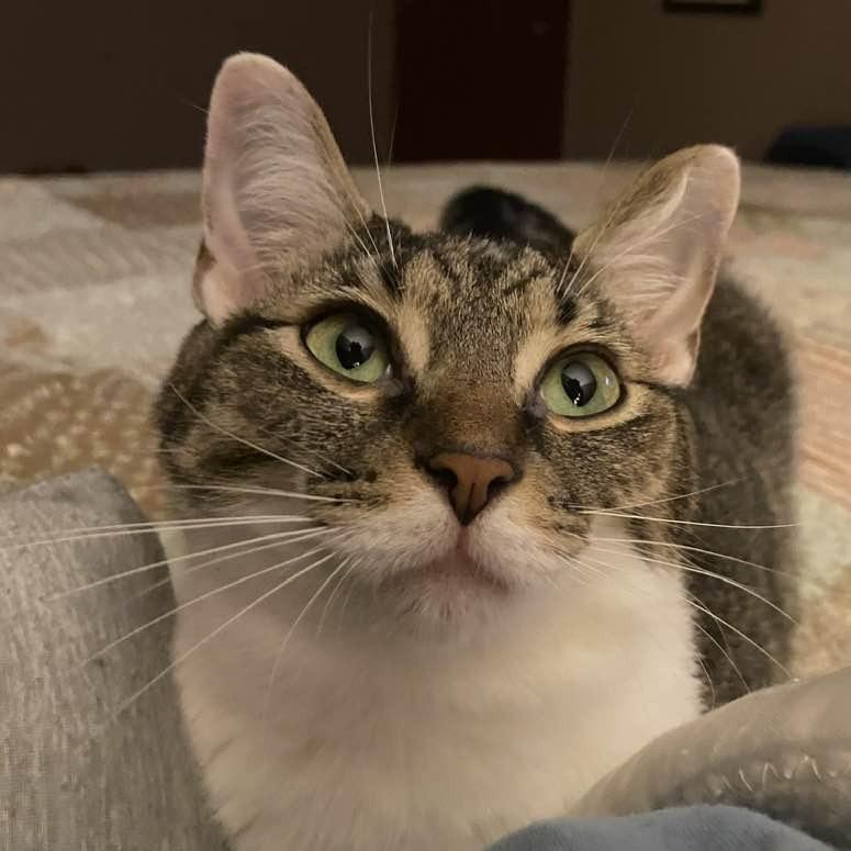 Punky, a Adoptable Domestic Short Hair in Middletown, OH image 5/6