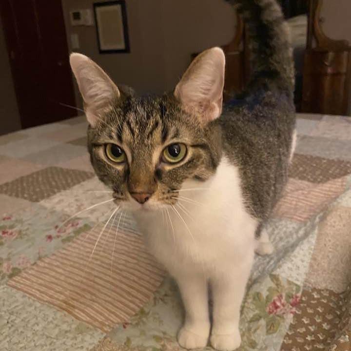 Punky, a Adoptable Domestic Short Hair in Middletown, OH image 6/6