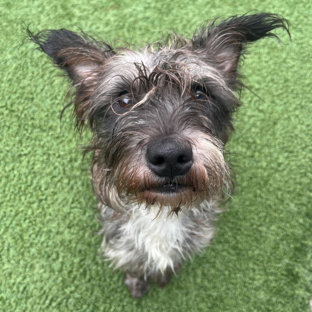 Mama, Adoptable, Adult Female Schnauzer & Mixed Breed.