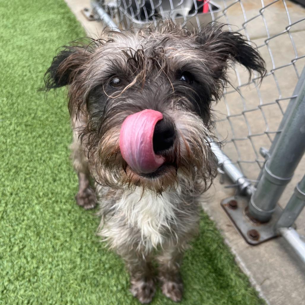Enlarge Mama, a Adoptable mixed breed in Matteson, IL image 2/2