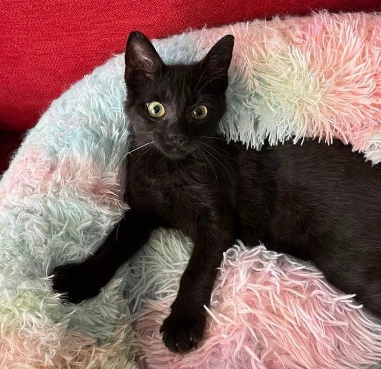 Chibi, a Adoptable Domestic Short Hair in Orlando, FL image 2/5