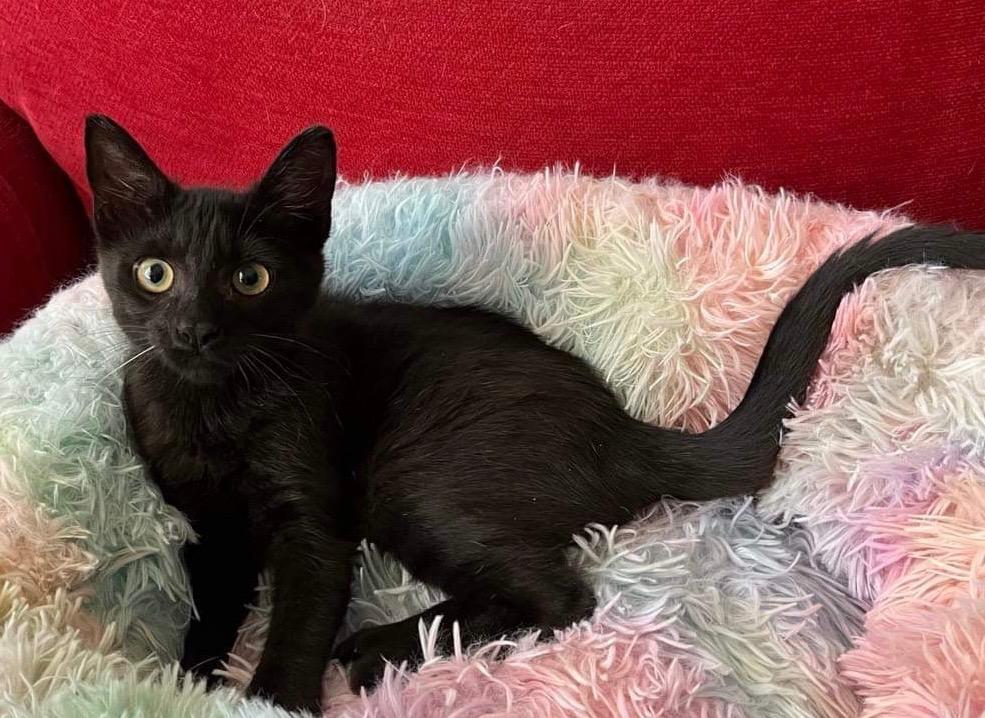 Chibi, a Adoptable Domestic Short Hair in Orlando, FL image 5/5