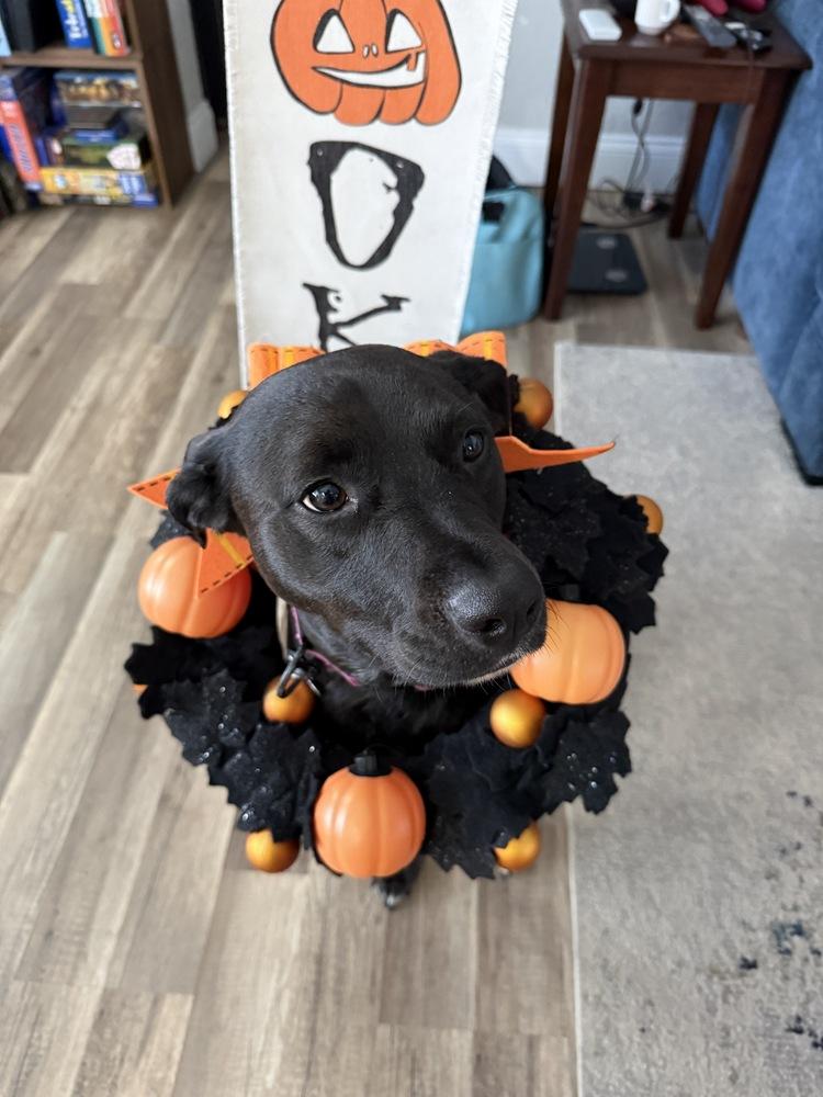 Pepper, a Adoptable mixed breed in Orlando, FL image 3/3
