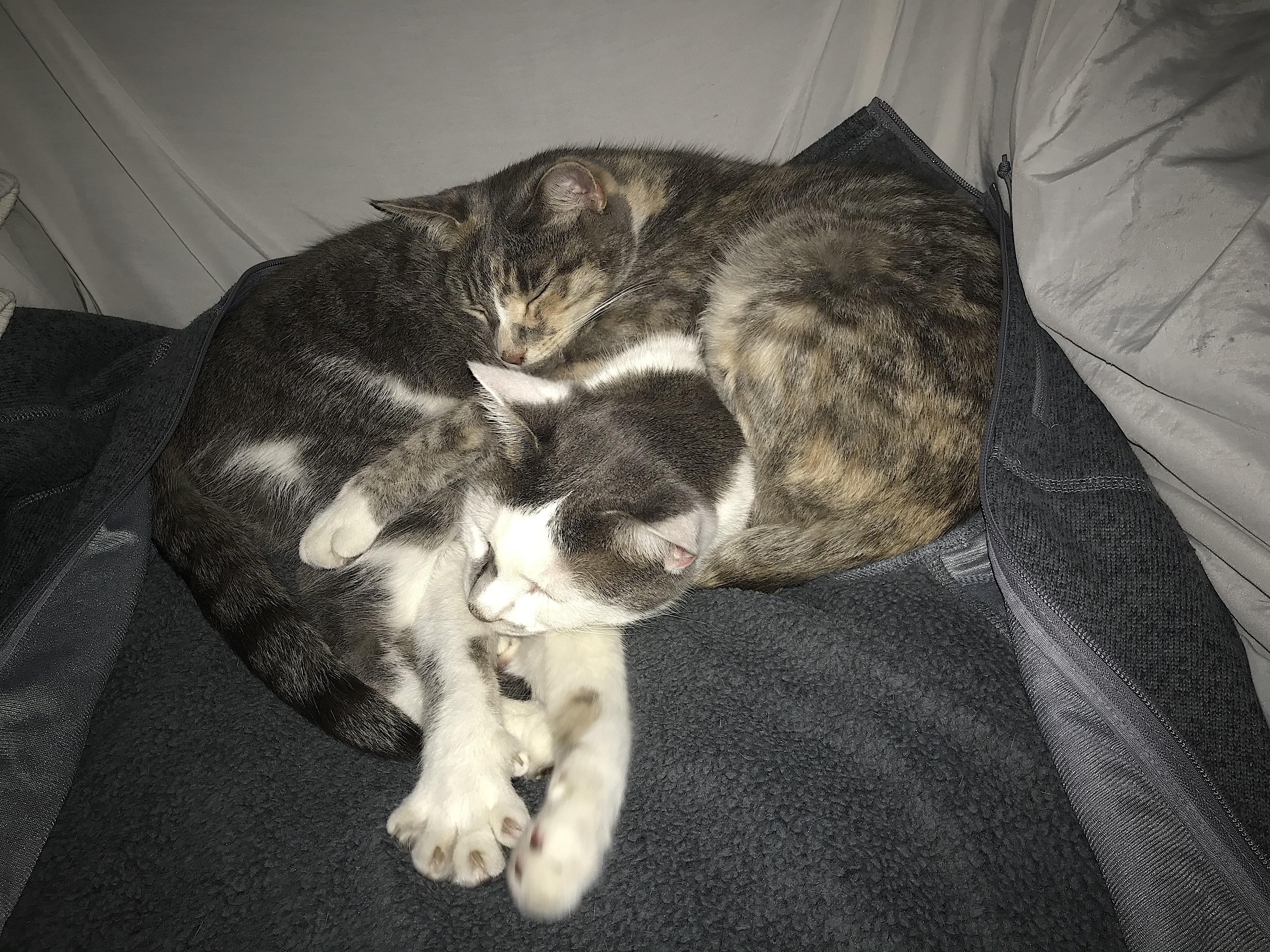 Chicken and Porkchop photo 3
